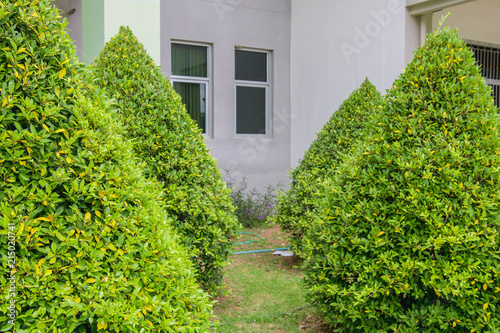 Green ornamental shrubs are rows with a building background. © panudda