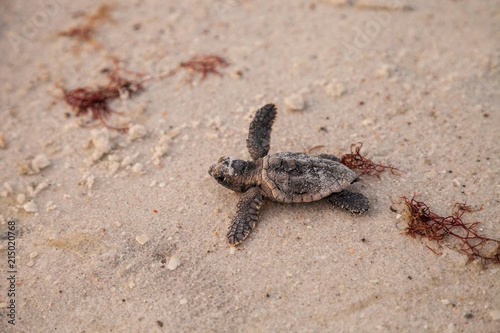 Valokuvatapetti Hatchling baby loggerhead sea turtles Caretta caretta climb out of their nest