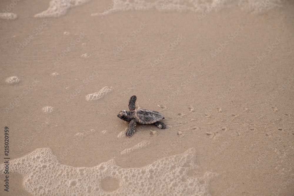 Naklejka premium Hatchling baby loggerhead sea turtles Caretta caretta climb out of their nest