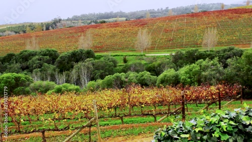 Vineyard at Ernie Els Wine Estate in Stellenbosch South Africa on a cloudy winters day photo