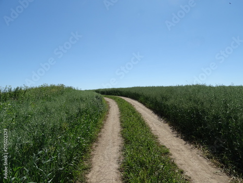 Road in the oat field, Russia