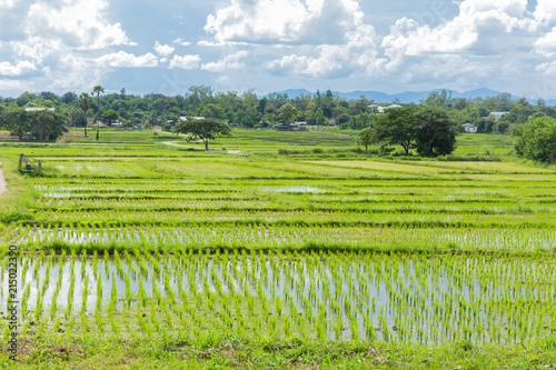 beautiful summer landscape of countryside view with rice field in asian country