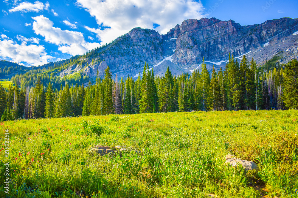 Fototapeta premium Alpine meadow
