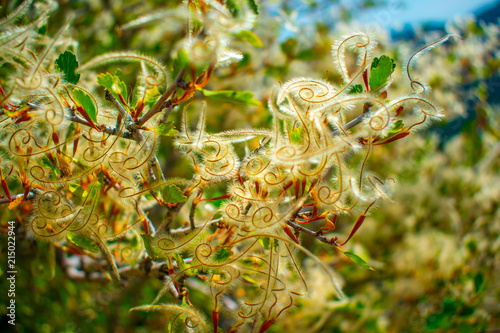 Mountain Mahogany Seeds photo