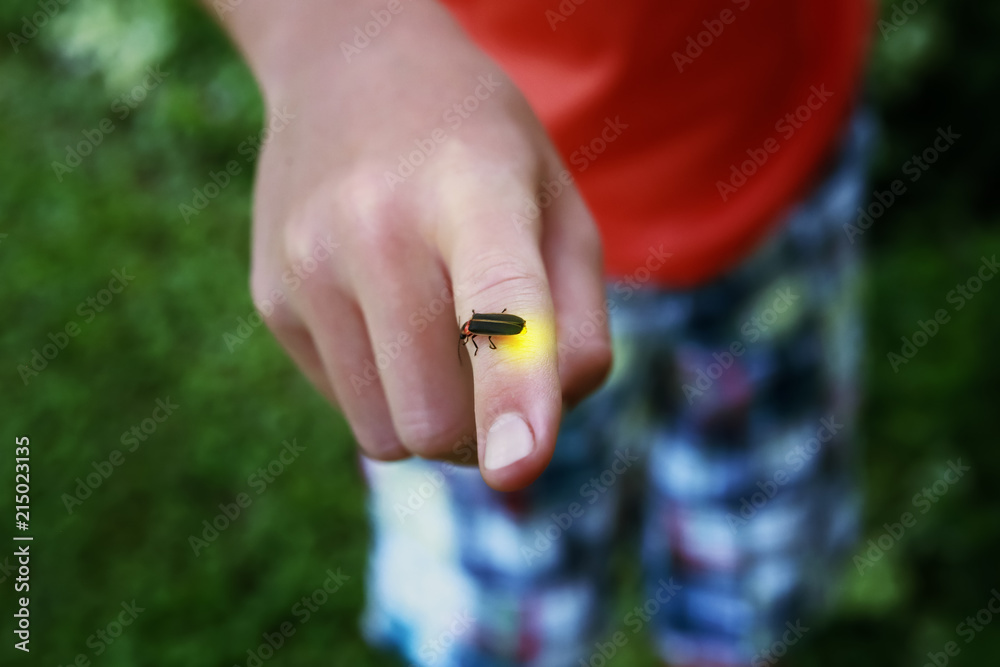 Fototapeta premium Firefly on a child's finger