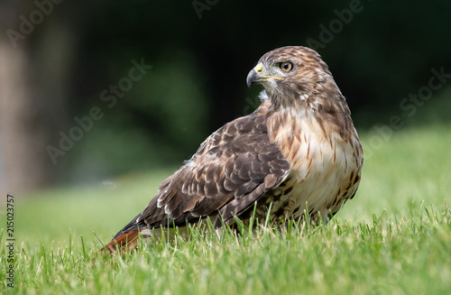 Red Tailed Hawk  © Harry Collins