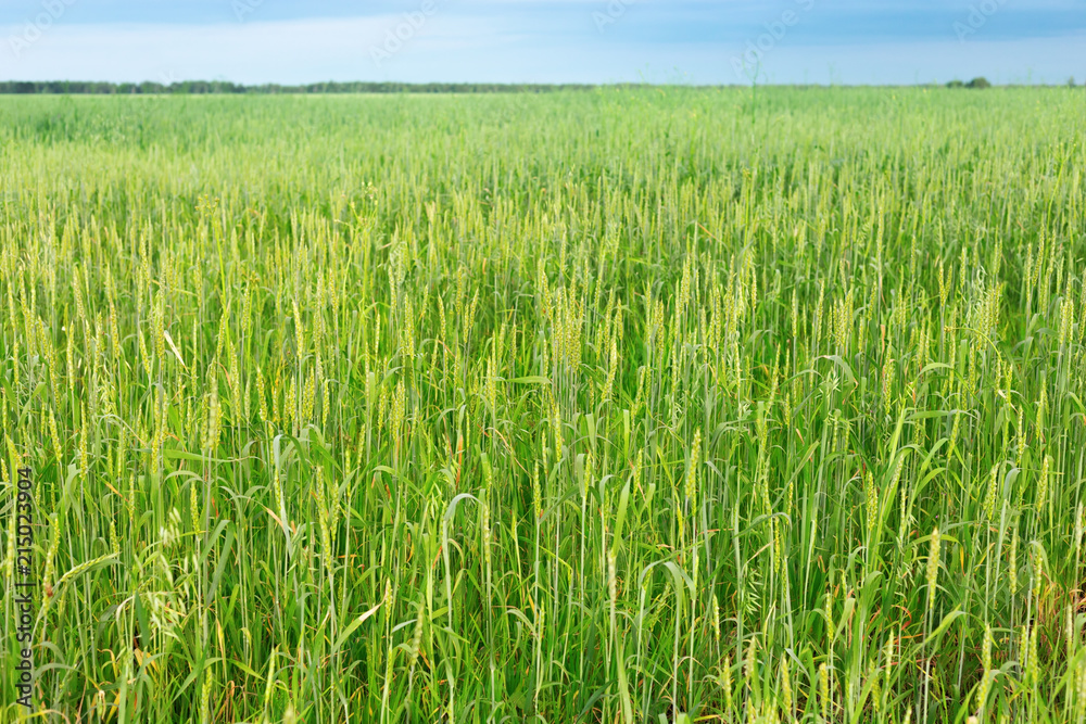 Green wheat on field. Large agricultural field. Rich harvest concept. Green wheat on field. Large agricultural field. Rich harvest concept.