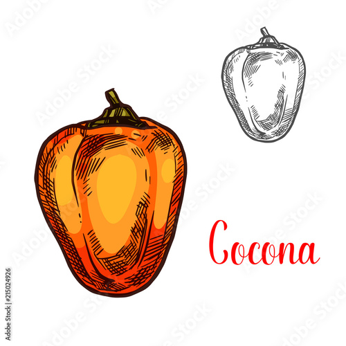 Cocona amazonian exotic fruit sketch