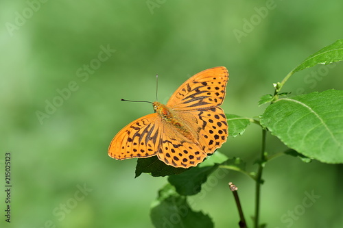 Schmetterling orange mit schwarzen flecken Kaisermantel © Elmar Kriegner