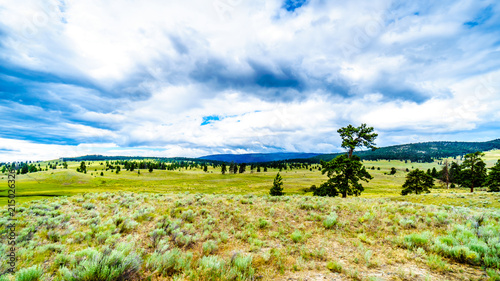 Dark Clouds hanging over Lodgepole Pine trees on the rolling hills in a dry region of the Okanagen along Highway 5A between Kamloops and Merritt in British Columbia, Canada photo