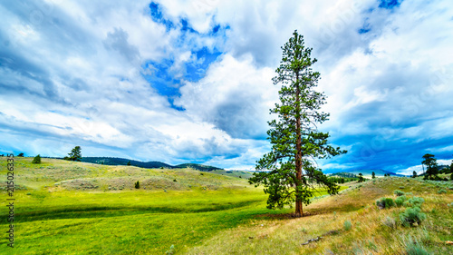 Dark Clouds hanging over Lodgepole Pine trees on the rolling hills in a dry region of the Okanagen along Highway 5A between Kamloops and Merritt in British Columbia, Canada photo
