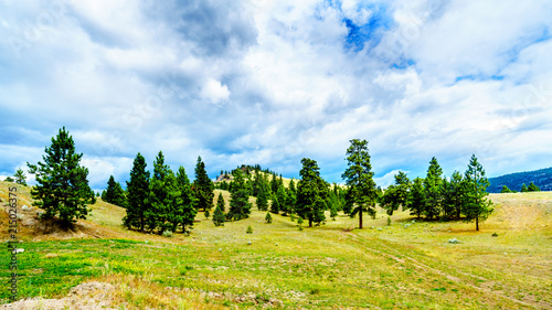 Dark Clouds hanging over Lodgepole Pine trees on the rolling hills in a dry region of the Okanagen along Highway 5A between Kamloops and Merritt in British Columbia, Canada photo