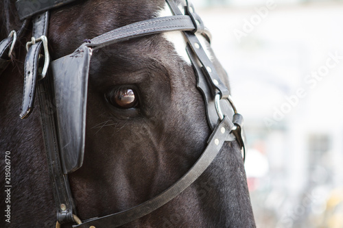 Horse eye 10 photo