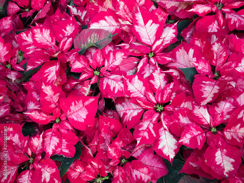 Dense groups of red poinsettias Dense groups of red poinsettias