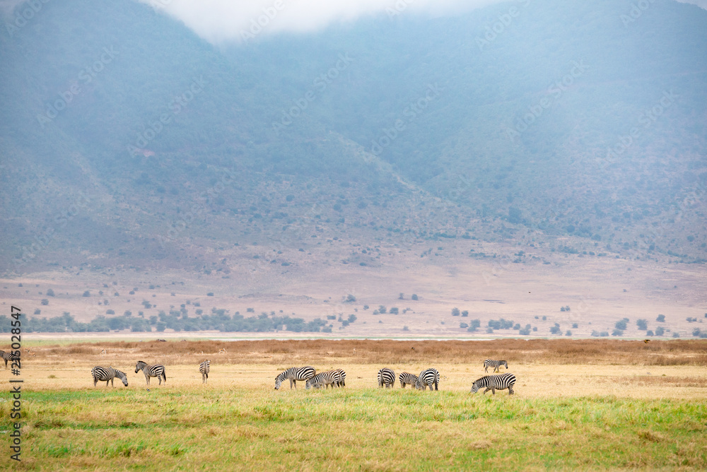 Φωτογραφία A gamedrive safari in Ngorongoro crater,Tanzania