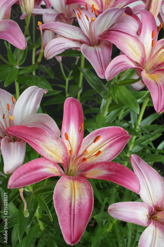 Lilies 9