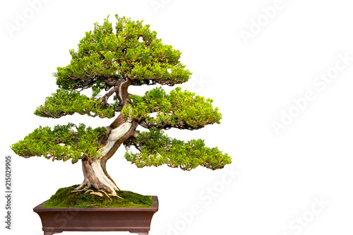 A small bonsai tree in a ceramic pot isolated on a white background. photo