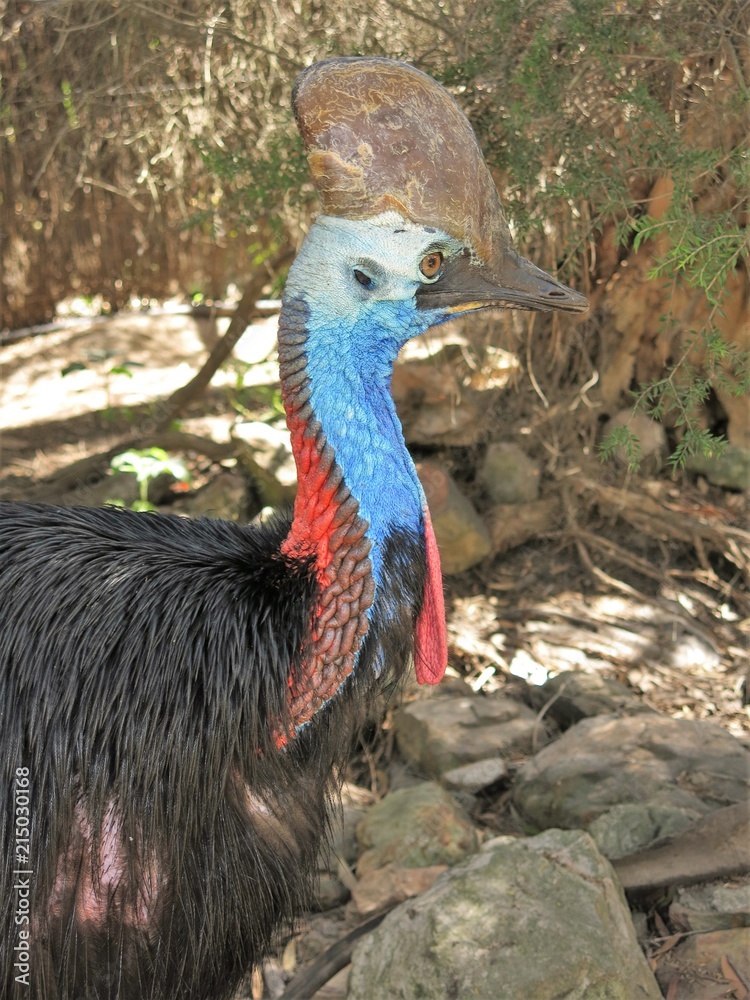 Obraz premium cassowary in the rainforest of Queensland