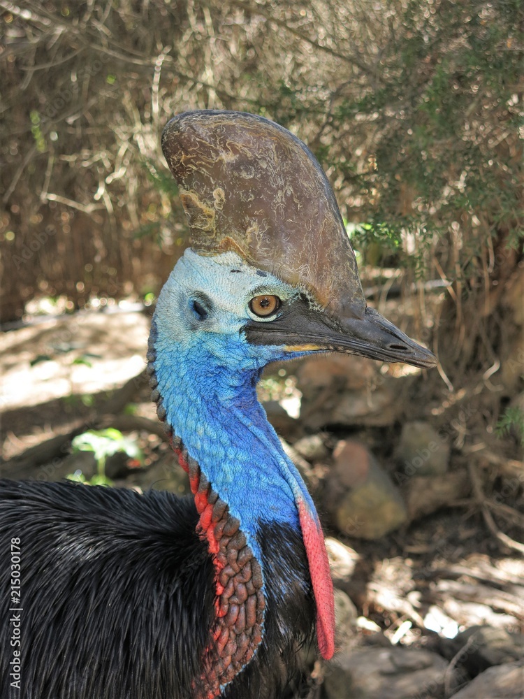 Obraz premium cassowary in the rainforest of Queensland