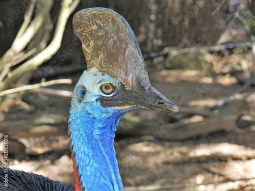 cassowary in the rainforest of Queensland photo