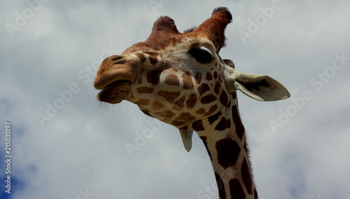 Podejrzana głowa żyrafy