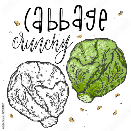 Vector vegetables cabbage in a realistic sketch style. Healthy food, natural product, vegetable farm, vegan food, sports nutrition. Vintage illustration. Color and black line.