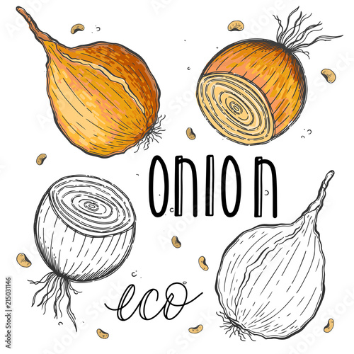 Vector vegetables onion in a realistic sketch style. Healthy food, natural product, vegetable farm, vegan food, sports nutrition. Vintage illustration. Color and black line.