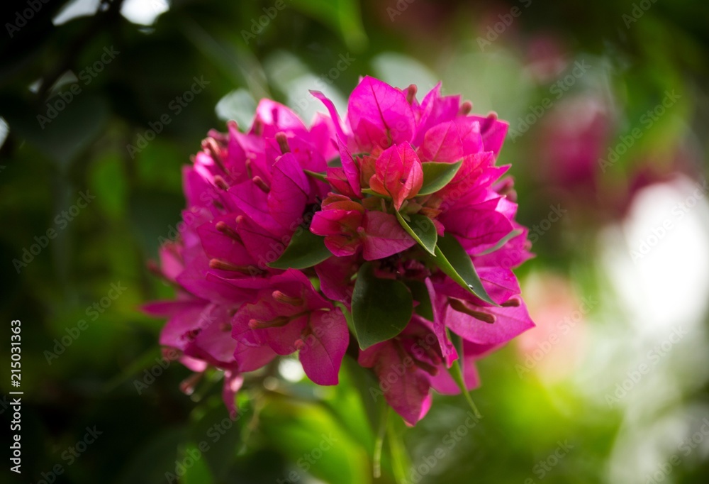 Flower in Nova Odessa Flower in Nova Odessa