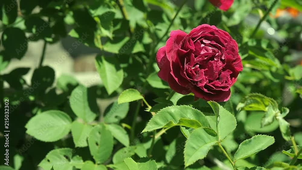 Claret red rose flowering in rosary close up. Deep red rose with green leaves in the garden. Flower blossoms in rosarium. Claret red rose-bud blooming. Blurred background, soft selective focus Claret red rose flowering in rosary close up. Deep red rose with green leaves in the garden. Flower blossoms in rosarium. Claret red rose-bud blooming. Blurred background, soft selective focus