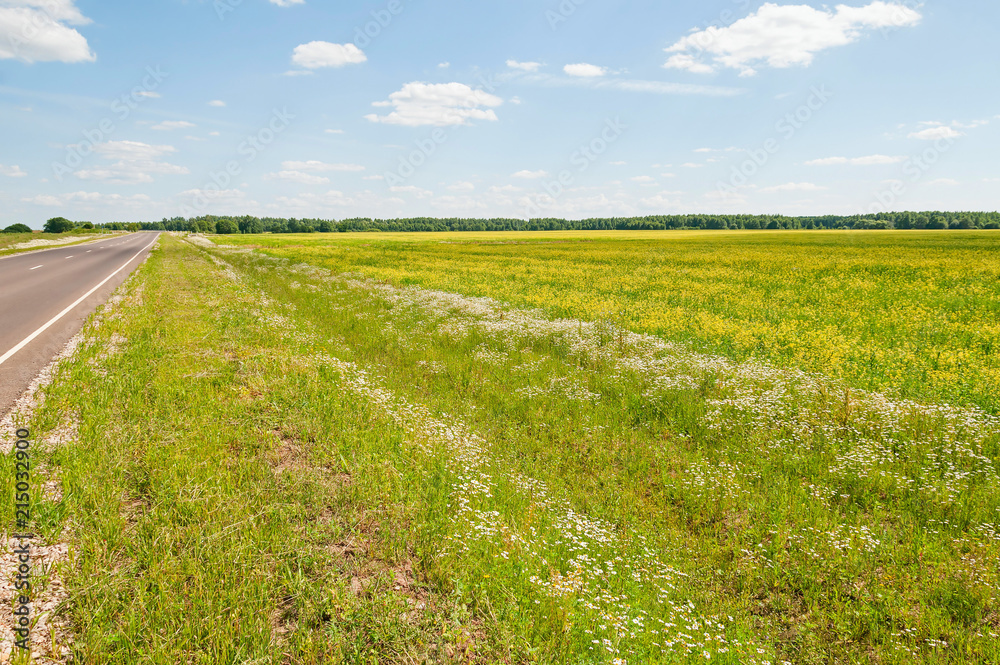 Sunny meadow with blossom carpet of ox-eye daisy and rapeseed flowers along vanishing straight highway. Kaluzhsky region, Russia.