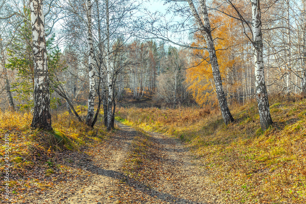 Late autumn in the Siberian forest.