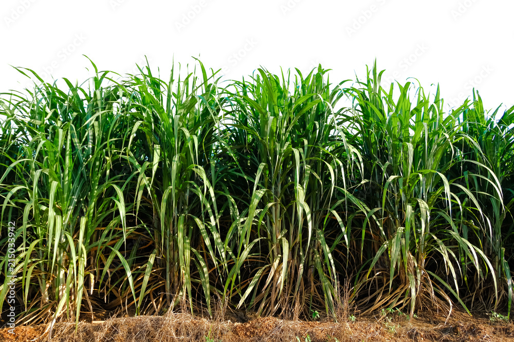 Obraz premium Tree isolated on a white background.
