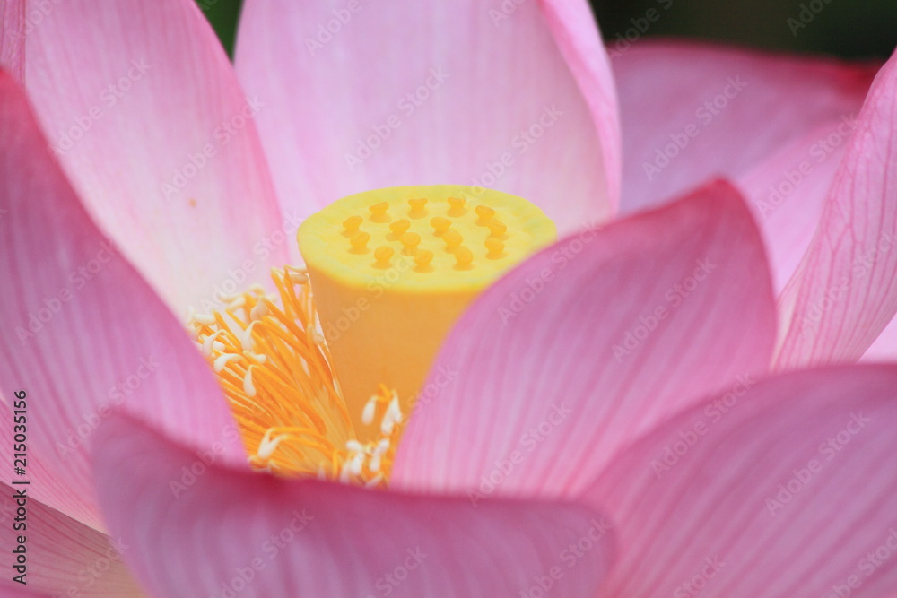 Lotus flower blossoms in a Japanese garden Lotus flower blossoms in a Japanese garden