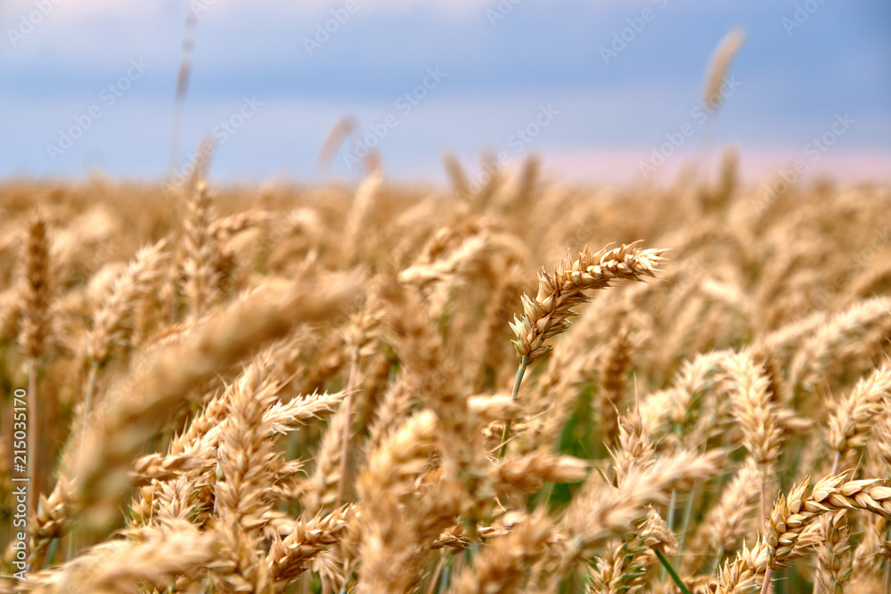 Fototapeta premium Golden wheat field. ripe wheat