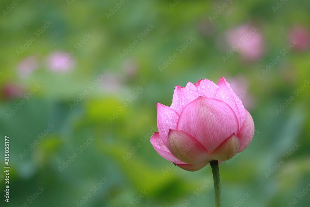 Lotus flower blossoms in a Japanese garden