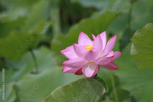 Lotus flower blossoms in a Japanese garden