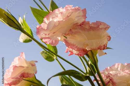 Fototapeta Naklejka Na Ścianę i Meble -  pink flower, flowers on blue background,