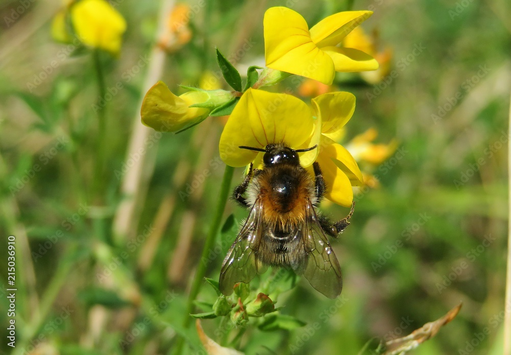 Bumblebee on lotus corniculatus flower in the meadow, closeup Bumblebee on lotus corniculatus flower in the meadow, closeup