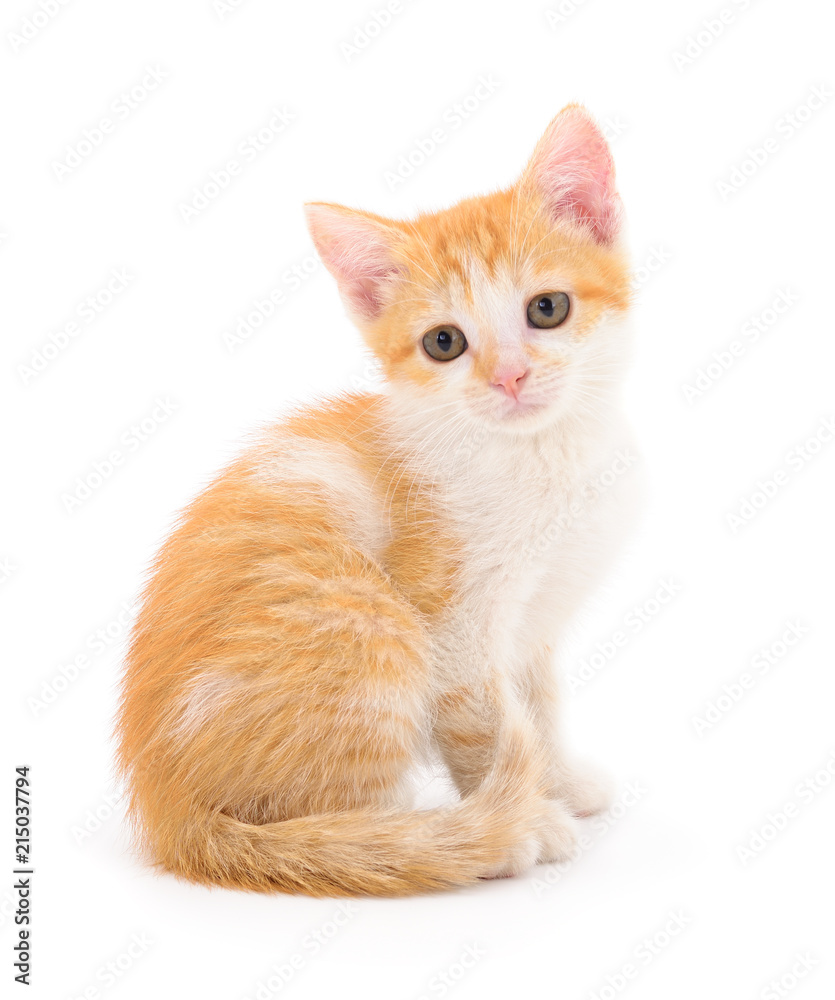 Small red kitten