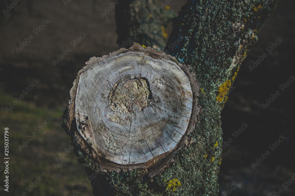 Obraz premium Tree stump