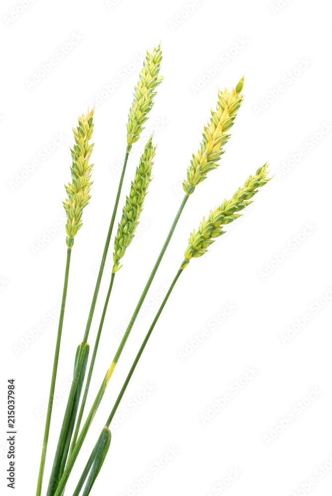 Green ears of wheat. Green ears of wheat.