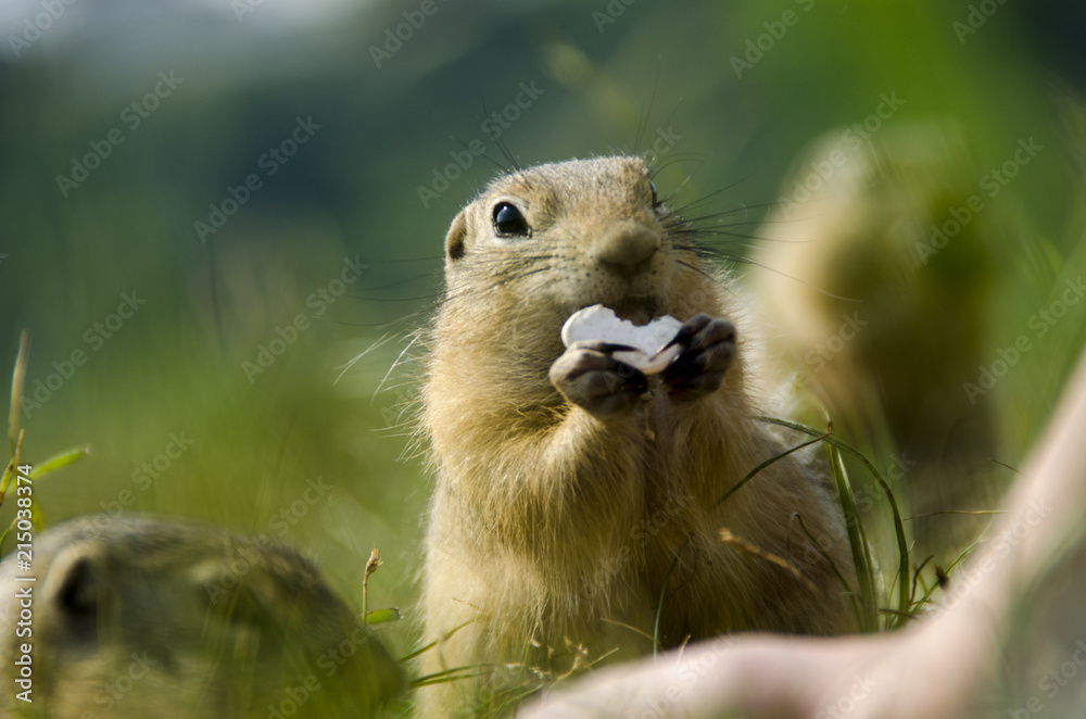gopher eats a seed.