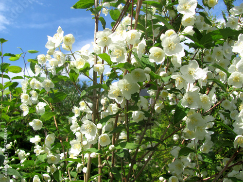 Flowering jasmine against the blue sky photo