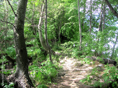 Path in the forest