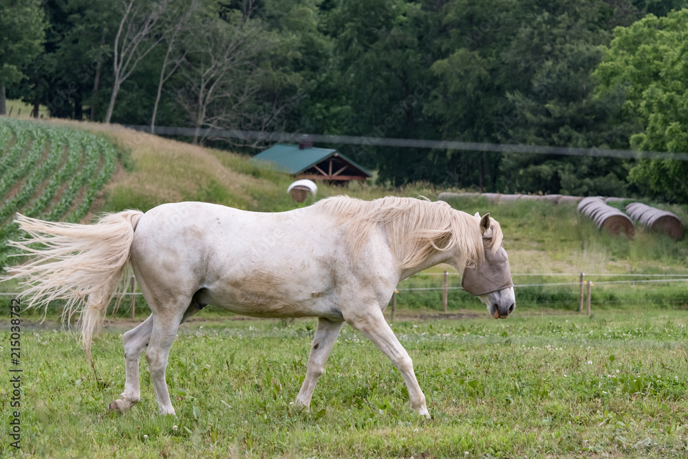 Obraz premium white horse with fly mask