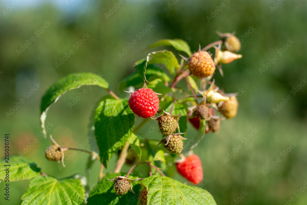 Red ripe raspberries on a bush. Red ripe raspberries on a bush.