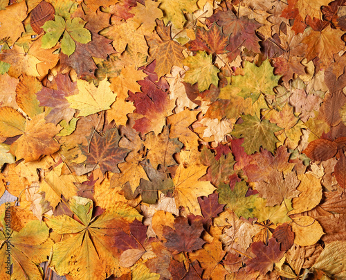 Colorful autumn background. Fallen leaves.