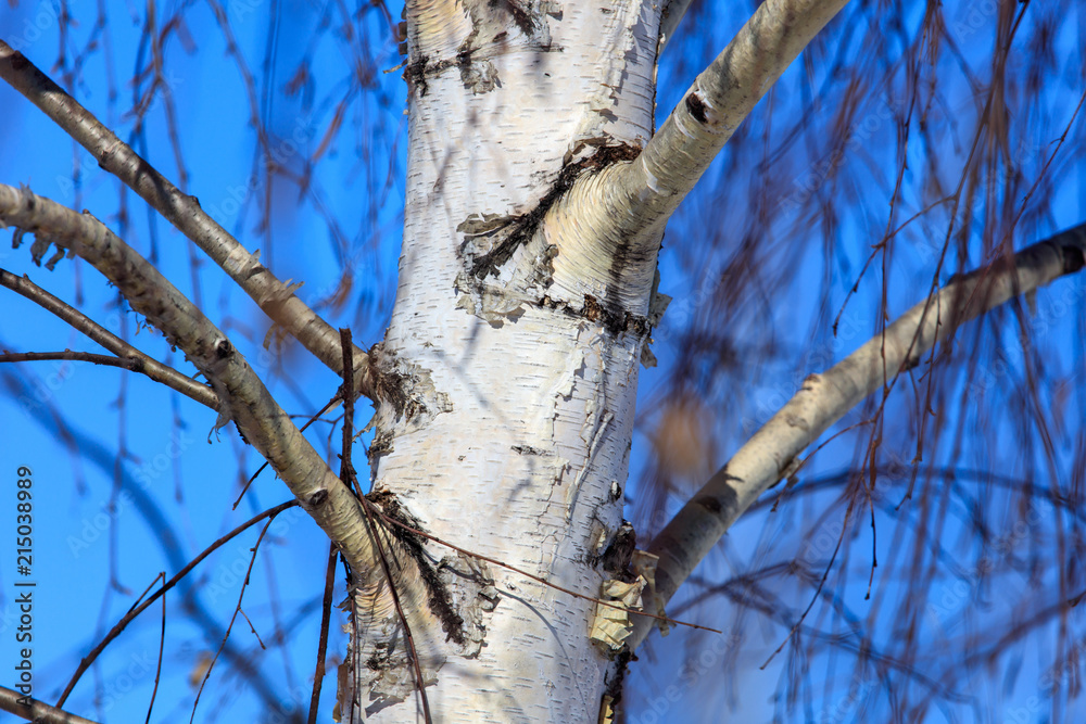 White bark on the birch trunk against the blue sky White bark on the birch trunk against the blue sky