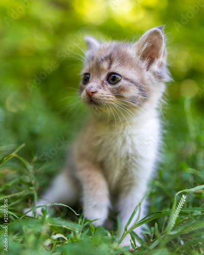 Portrait of a kitten in green grass © schankz