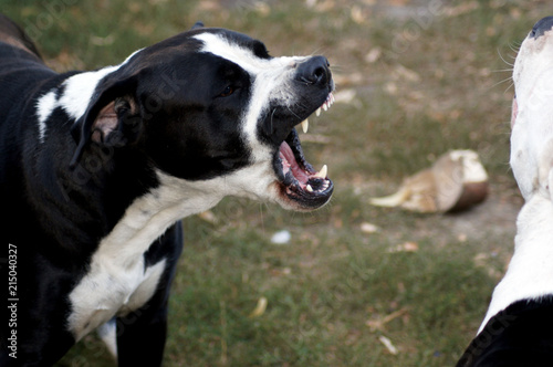 Portrait Amerikanische Bulldogge Hund